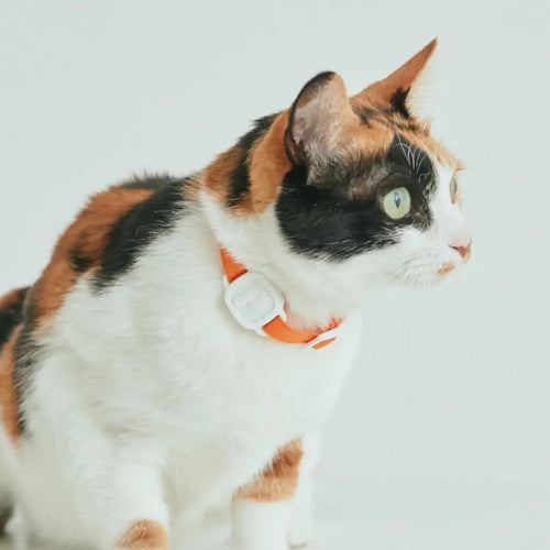 LavvieTAG Smart Cat Health Tracker (Solo Bundle)